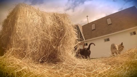 Farm dogs at play in a hay bale