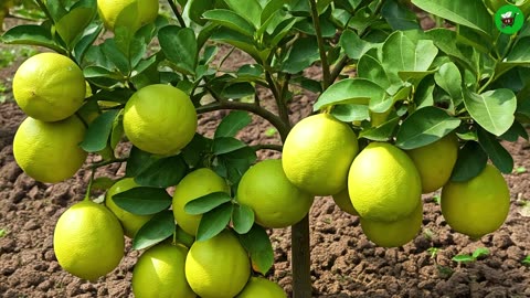 🌿Grow Lemon Tree FAST with These Pro Tips!