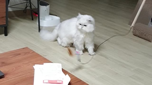 Cute cat playing with toys