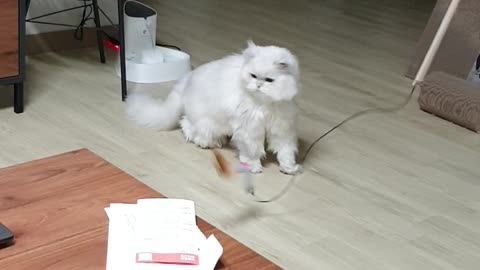 Cute cat playing with toys