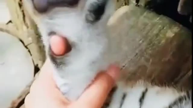 Why are cat's hands so cute