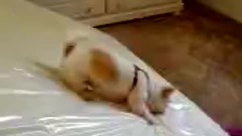 Dog Uses Plastic Covered Mattress As His Personal Slide