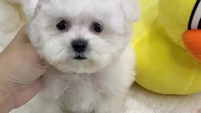 Bichon Frisé