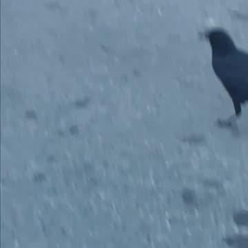 Crow on the ground