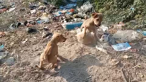 Baby 🐶 dogs-cute and fanny dog-deshi dog video