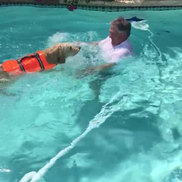 Pup learning to swim