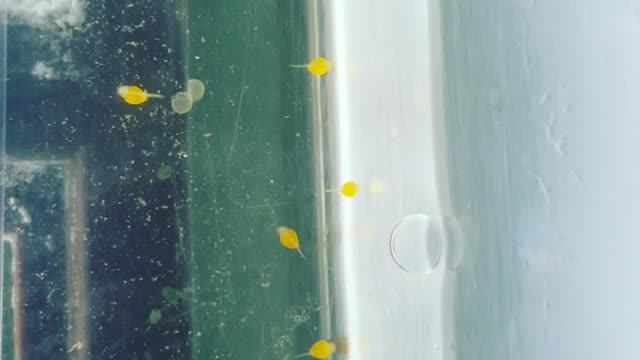 Super Red Bristlenose Plecos Freshly Hatched!