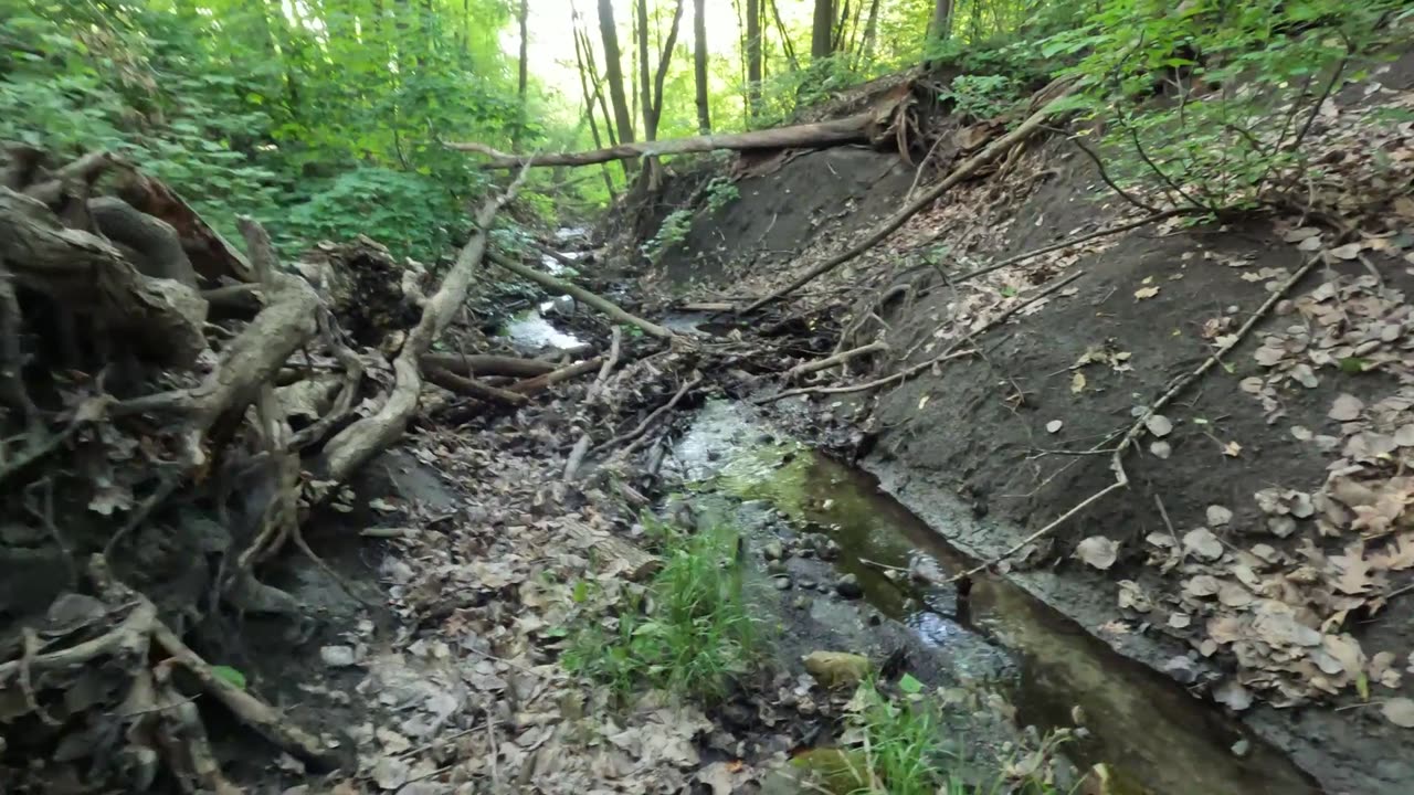 ☀️ Hiking Gatineau Trails & Cleaning Primrose Park In Ottawa 🌴 Canada 🍁