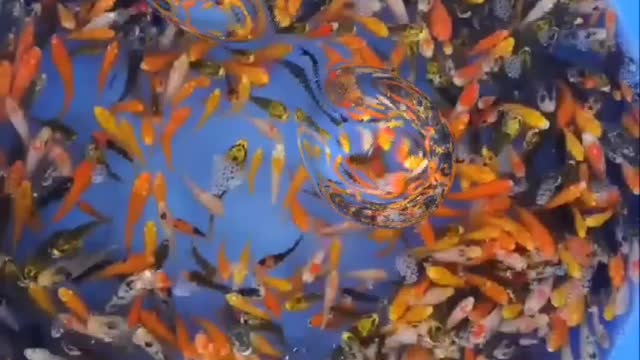 aquarium fish pots | daily life