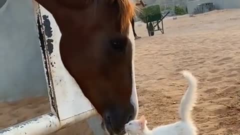 # Animal Affection 🐈‍⬛ 🐴