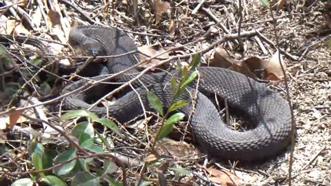 Water Snake