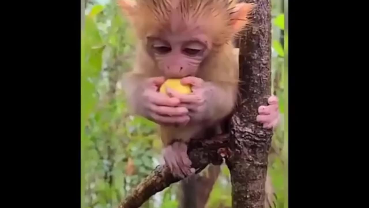 Cute animals