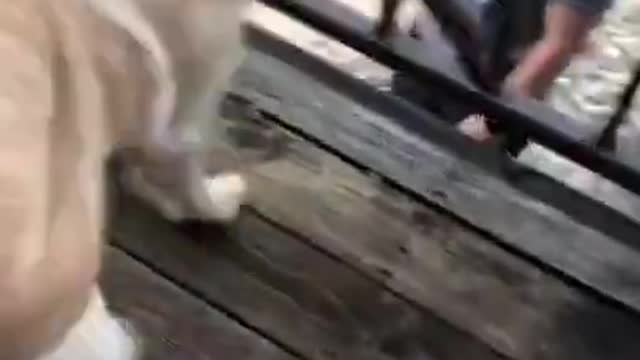 Cute Doggo Dancing - Dogs