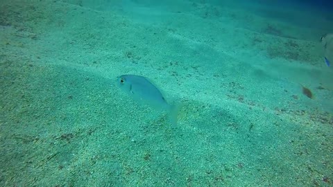 Museo Atlantico, Lanzarote - Feb 2017-11