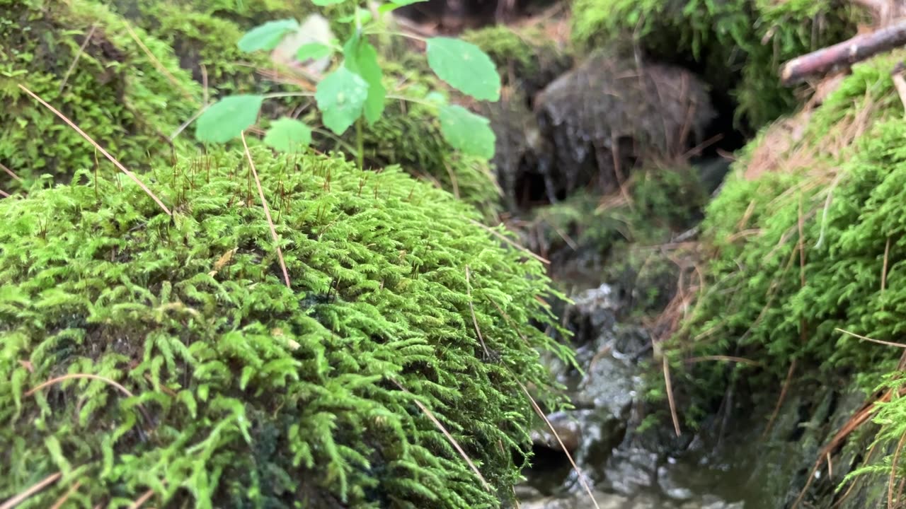 Jewel Weed in The Moss #stream