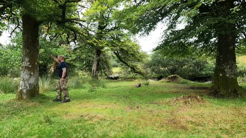 Test video to see if the 2 trees are in shot