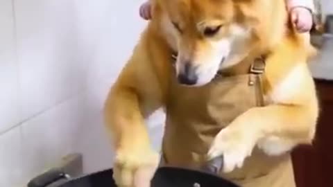 Who wouldn't be confused when seeing a dog like this?