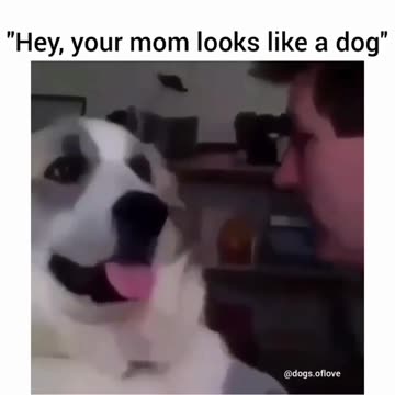 Say that again. I dare you!!!@dogs.oflove