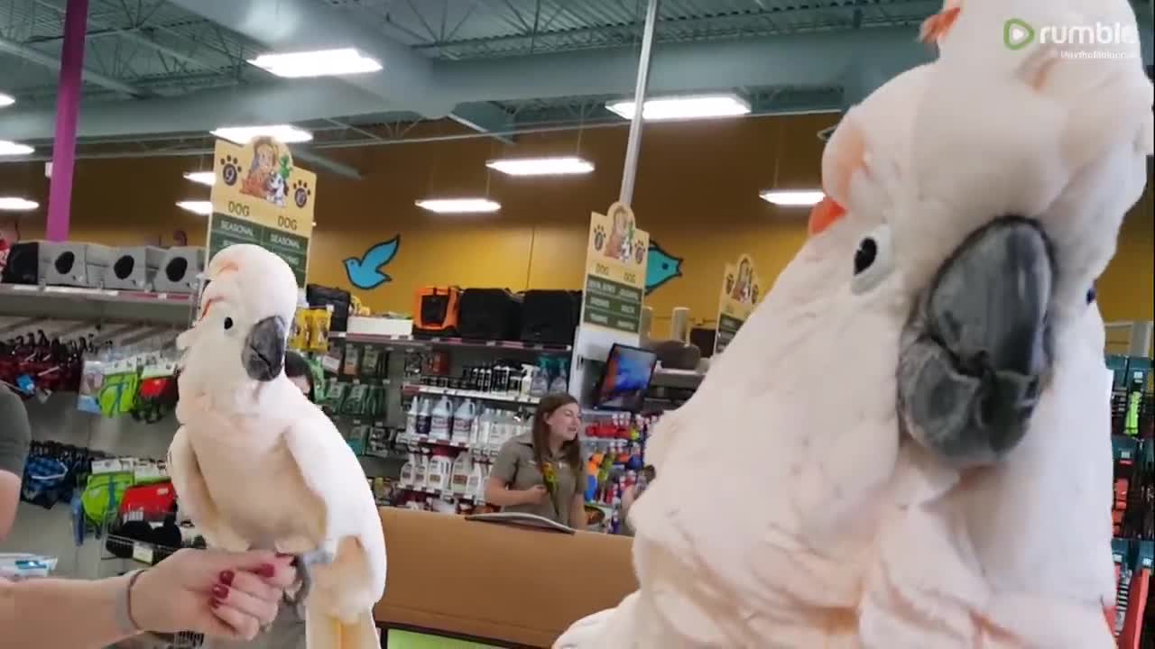 Cockatoos meet each other in pet store, hilarity ensues