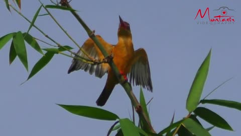 nature and Bird