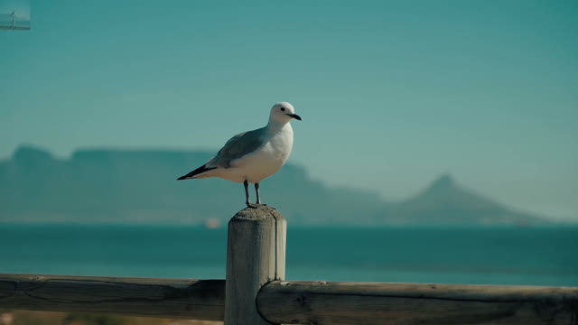 dove