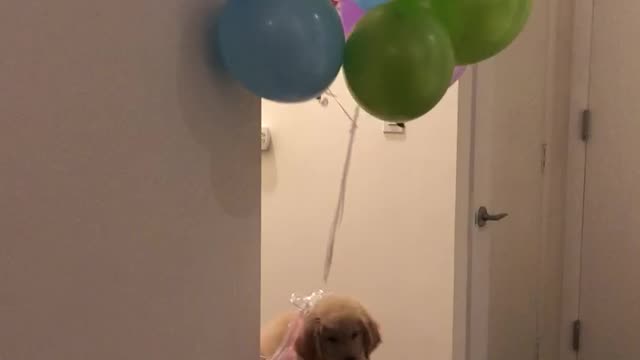 Puppy Balloon Illusion