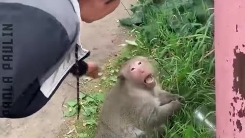 Beware of Wild Animals