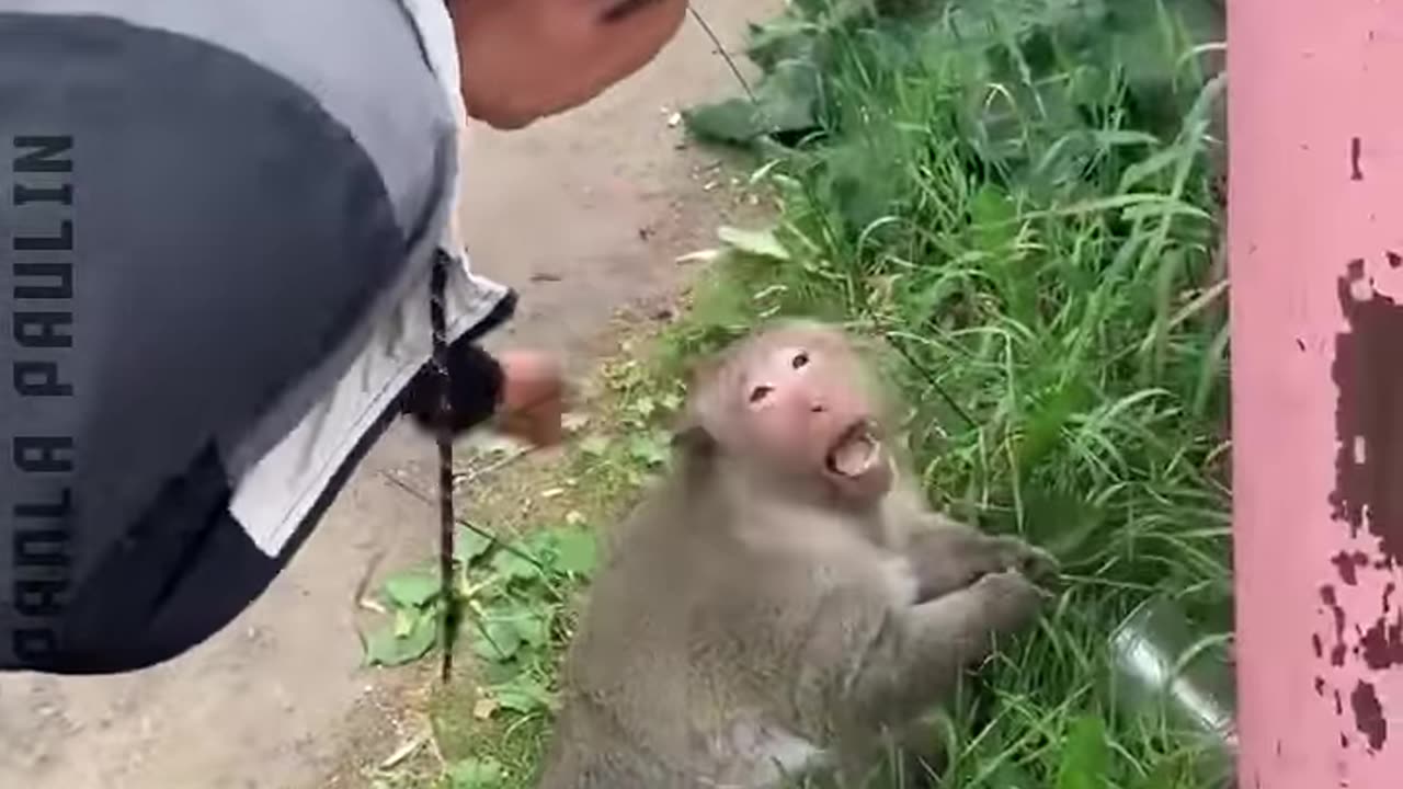 Beware of Wild Animals