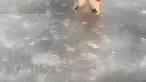 Puppy running on the ice