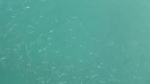 A lot of fish in in the sea