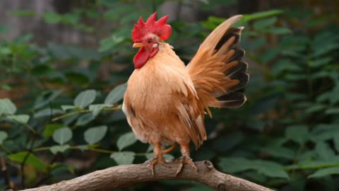 Animal Cock / video ?