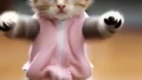 Cute cat dance