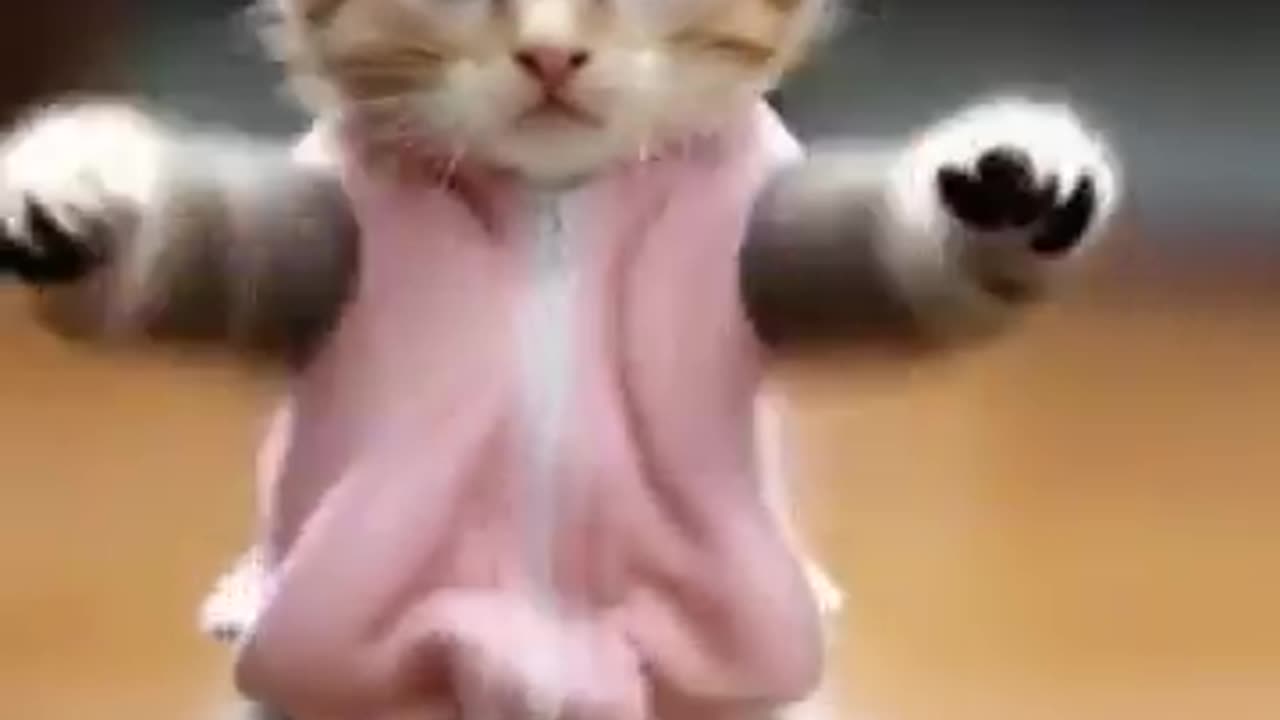 Cute cat dance