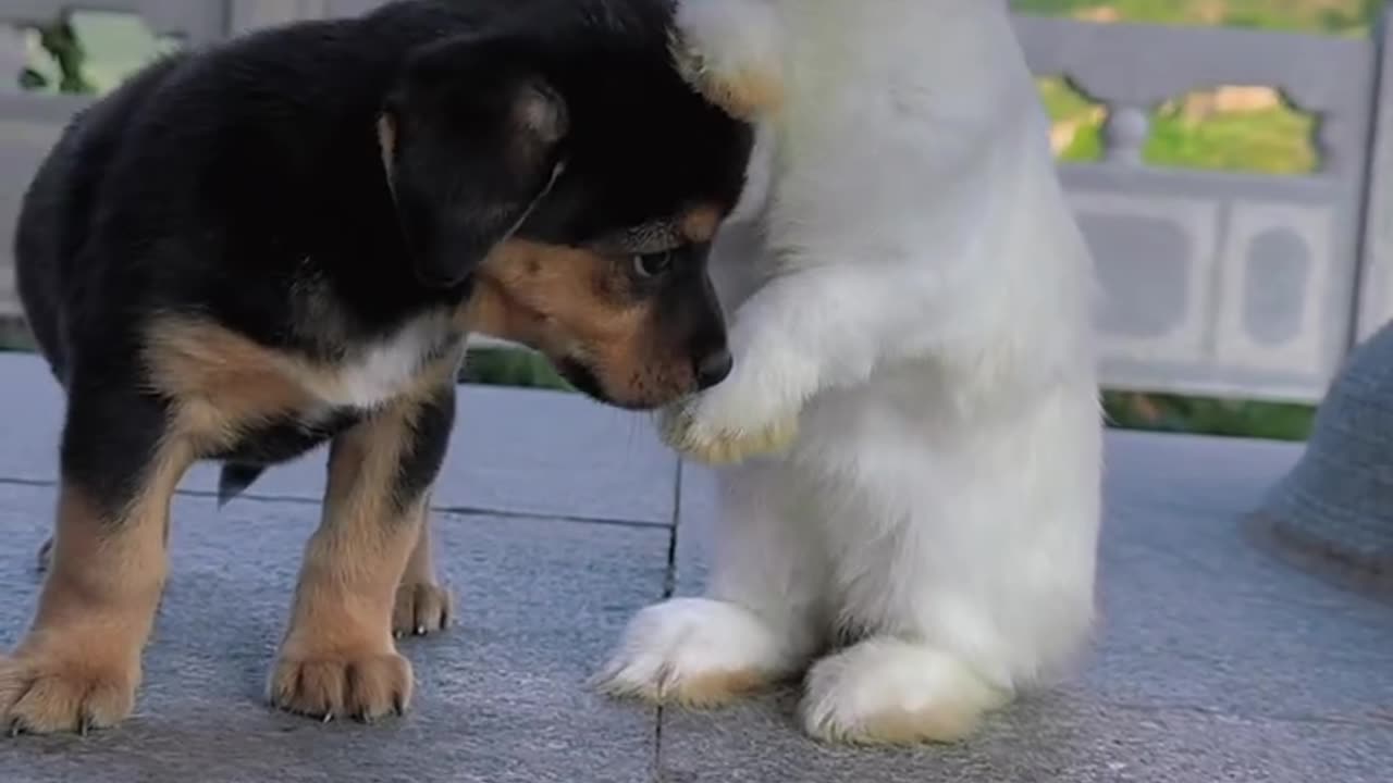 The dog guarded the rabbit