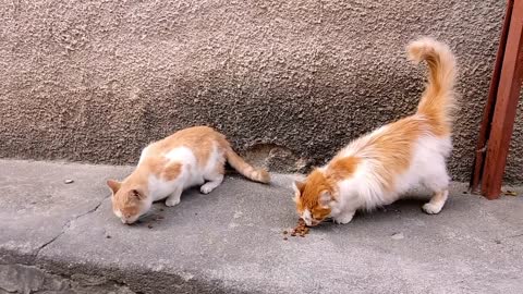 cute little two cats makes you laugh!