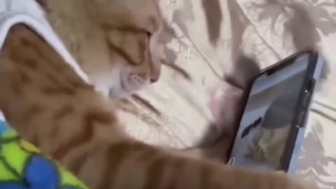 Hilarious Cats and Dog Compilation - You'll LOL!