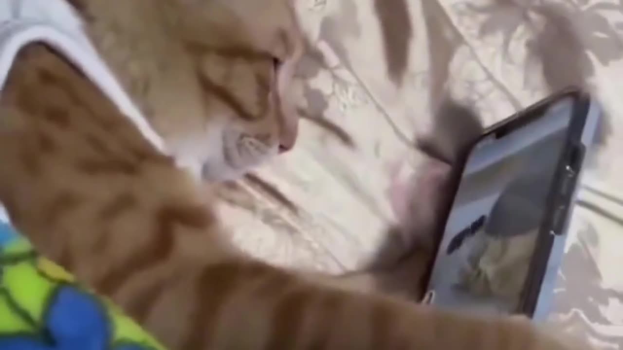 Hilarious Cats and Dog Compilation - You'll LOL!