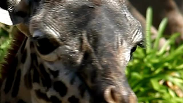 3 fun facts about giraffe