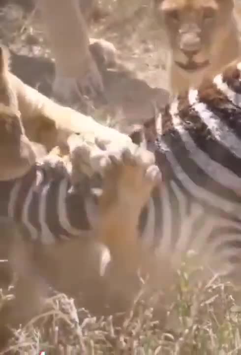 Amazing zebra #shorts