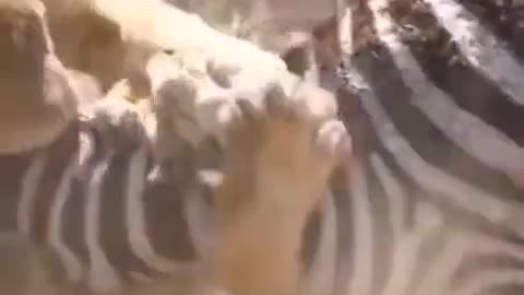 Amazing zebra #shorts