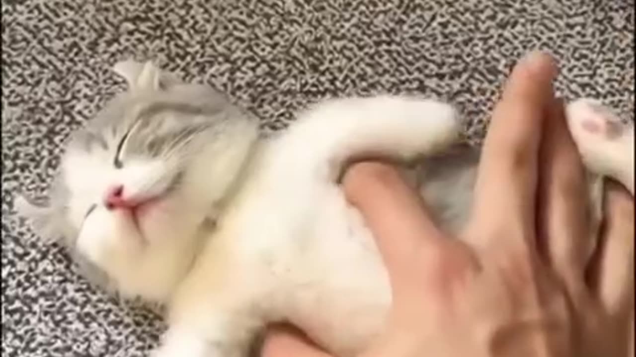 😺 cat