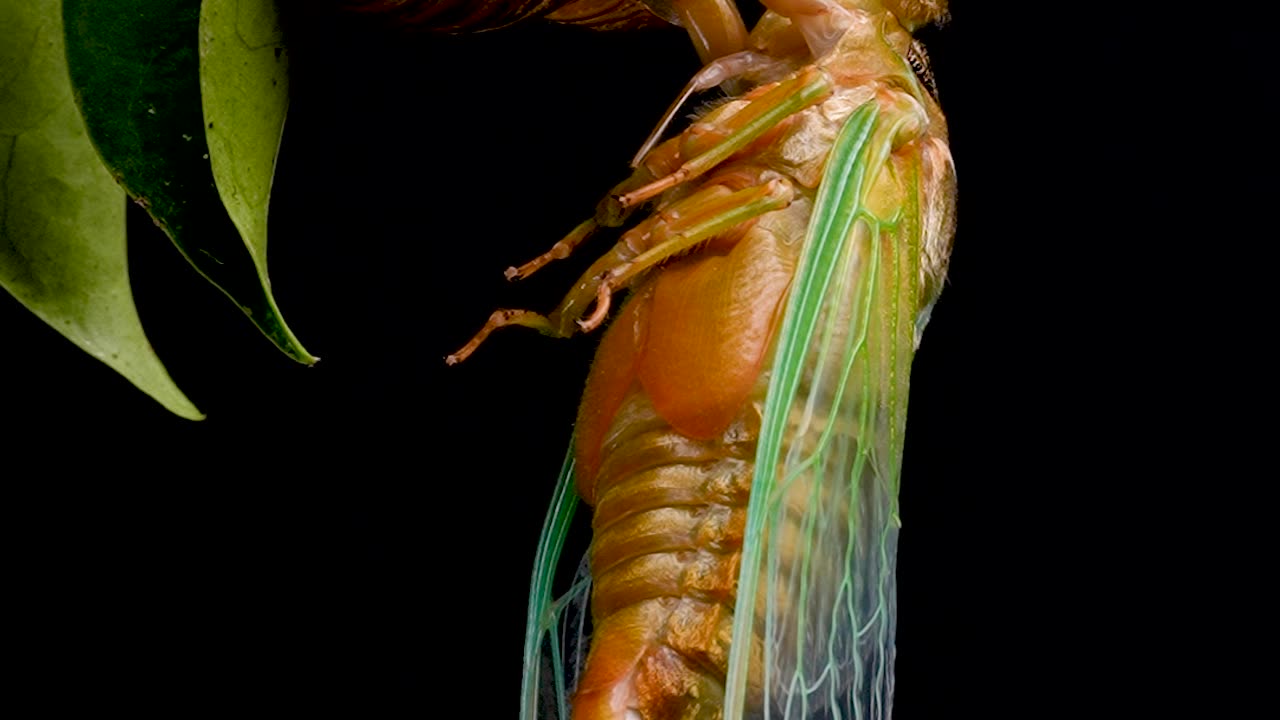 Cicada Emerges From Its Shell