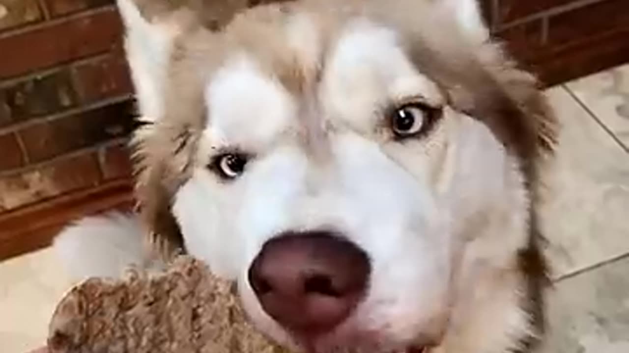 HILARIOUS Dog Eating Compilation - You'll DIE Laughing!