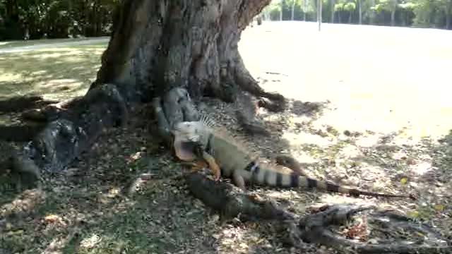 Iguana in Puerto Rico