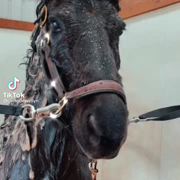 Horse getting a bath