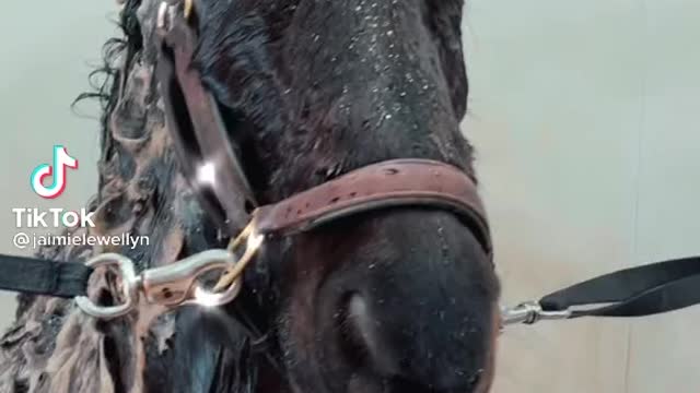 Horse getting a bath