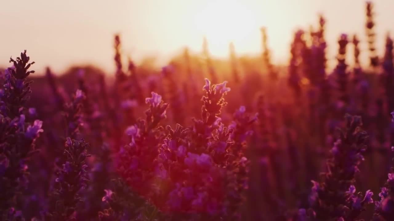 Record the most beautiful moment in nature