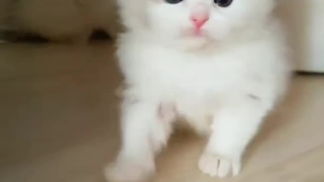 Funny and beautiful cat by funny video