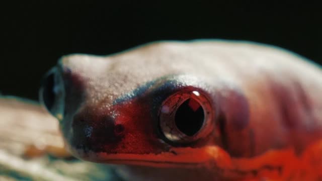 Red frog on a log