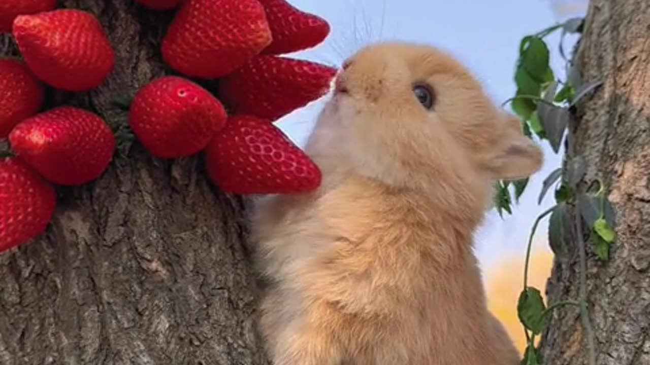 The sound of the little rabbit eating strawberries is so tantalizing.